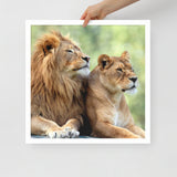 LION Framed Photo Paper Poster