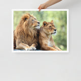 LION Framed Photo Paper Poster
